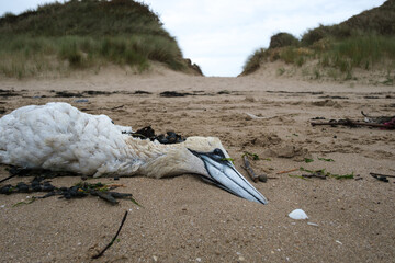 Dead gannet (one of several found dead on beach) at height of H5N1 avian flu epidemic in 2022