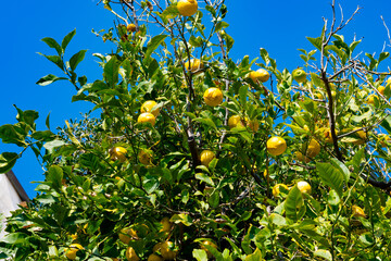 Ripe yellow Sicilian lemons on lemon trees, lemon plantations, ready to harvest