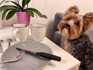 A small Yorkie dog sits near the table with empty dishes
