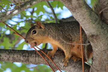 A red squirrel poses with an acorn in his mouth from his perch on a tree limb.