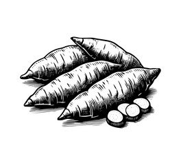 Sweet potato hand drawn vector illustration