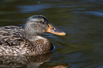 Une cane colvert flottant gracieusement sur un étang calme, avec son plumage brun et beige contrastant avec l'eau miroitante.






