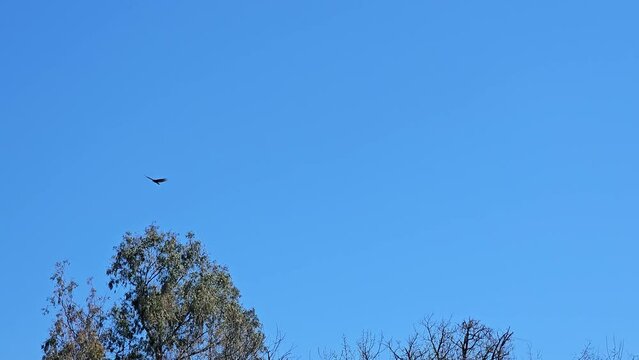 An eagle soars through the sky