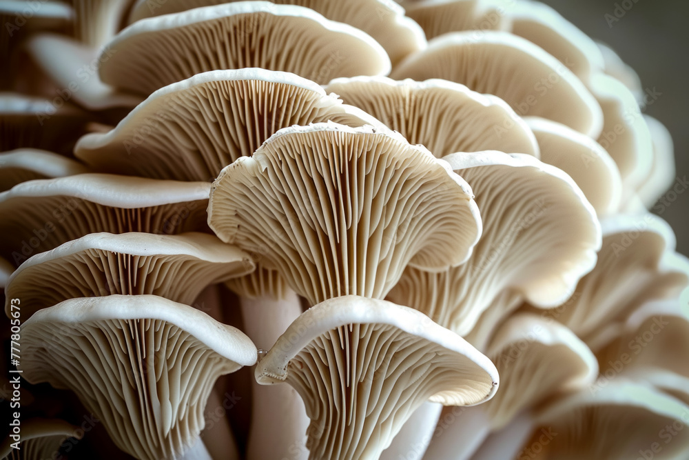 Aufkleber mycelium with mushrooms, bottom view. backdrop with selective focus and copy space