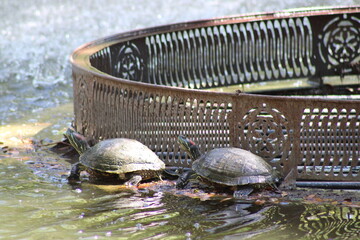 Two larger turtles drydock  on the edge of a small park lake fountain intake. May 23 is National Turtle Day, by-the-way.