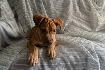 Pitbull dog sitting on a sofa quite attentive.