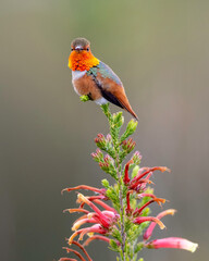 Allen's Hummingbird (Selasphorus sasin), UCSC Arboretum, California