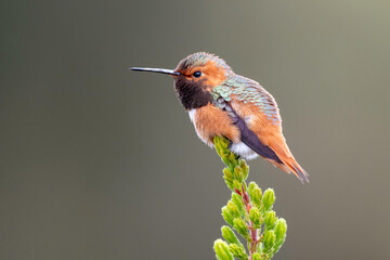 Allen's Hummingbird (Selasphorus sasin), UCSC Arboretum, California