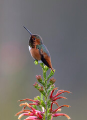 Allen's Hummingbird (Selasphorus sasin), UCSC Arboretum, California