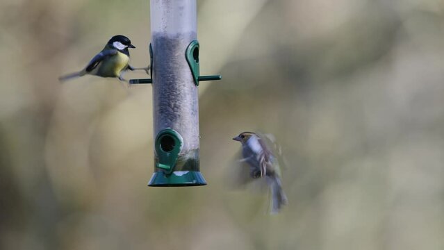 Chaffinch, Fringilla coelebs and Tits on a feeder in the forest	