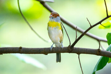 The tropical bird known as 