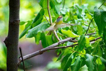 The tropical bird known as 