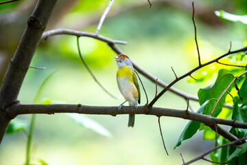 The tropical bird known as "pitiguari" (Cyclarhis gujanensis) in selective focus