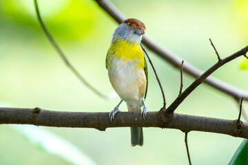 The tropical bird known as "pitiguari" (Cyclarhis gujanensis) in selective focus