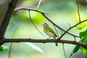 The tropical bird known as "pitiguari" (Cyclarhis gujanensis) in selective focus