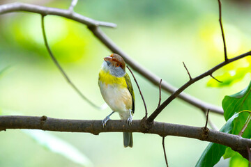 The tropical bird known as 