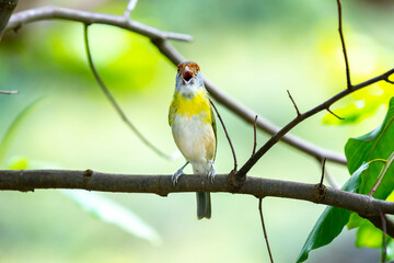 The tropical bird known as 