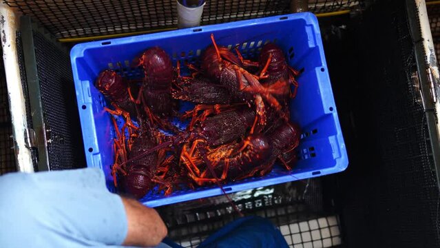 Crayfish fishing on a fishing boat in Australia 