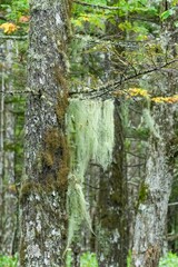 レースのカーテンのようなサルオガセの情景