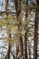 Pine Tree in Forest