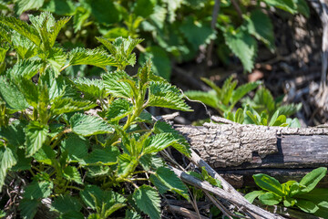 Upclose Plants