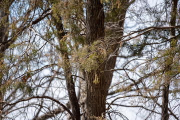 Obraz premium Pine Trees