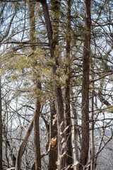Pine Trees