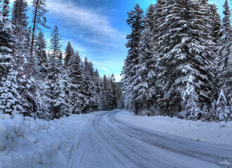 Obraz premium Siskiyou Mountain Forest Winter 