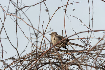 bird in vines