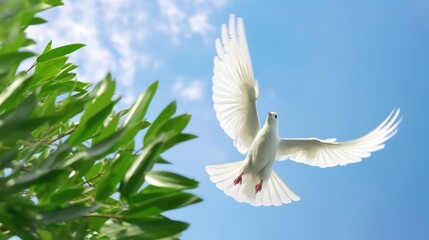 white dove holding green branch in pacification sign shape flying on blue sky for freedom concept in clipping path