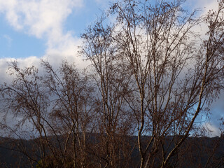 Bare branches tree against a sky