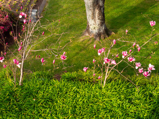 Pink flowers amongst green plants and grass in the garden below