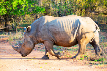 Rhino in the wild, Kruger National Park, South Africa