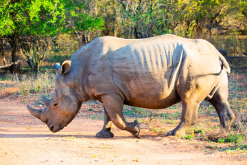 Obraz premium Rhino in the wild, Kruger National Park, South Africa