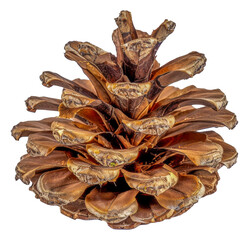 A pine cone is shown in a close up, cut out - stock png.