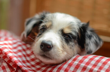 border collie puppy 