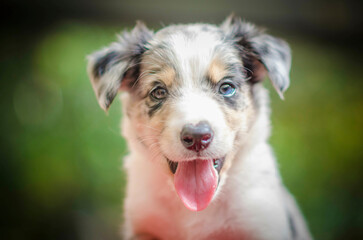 border collie puppy 