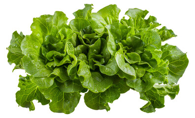 A bunch of green lettuce leaves are shown, cut out - stock png.