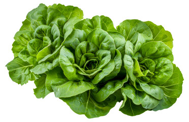 Three large green lettuce heads are shown in a row, cut out - stock png.