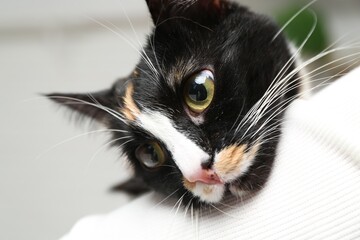 Veterinarian holding cute cat with corneal opacity on blurred background, closeup