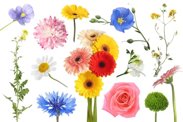 Fotobehang Different beautiful flowers isolated on white, set © New Africa