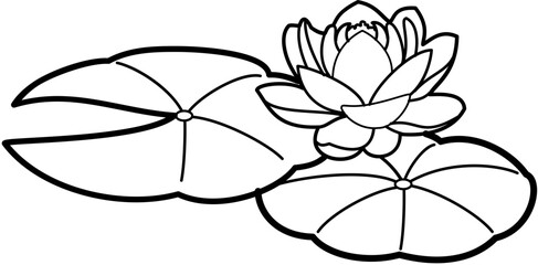 water lotus flower plants