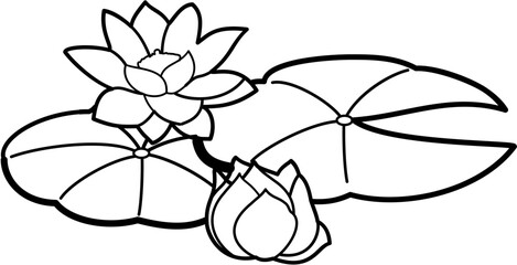water lotus flower plants
