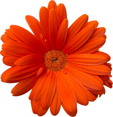 orange gerber daisy flower bloom against transparent background