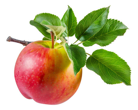 A red apple with a green leaf on top - stock png.