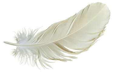 A feather is shown in white and black, cut out - stock png.