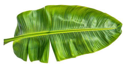 A leafy green leaf, cut out - stock png.
