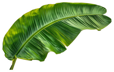 A leafy green plant with a long stem, cut out - stock png. - Powered by Adobe