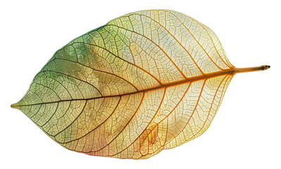 A leaf with a brown and green color, cut out - stock png.