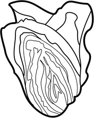 vegetable cabbage outline illustration